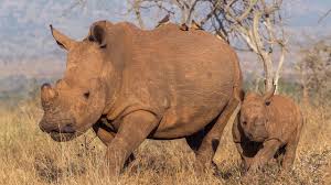 Rhinos